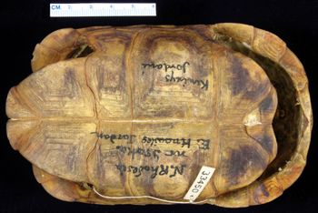Media type: image; Herpetology R-33450